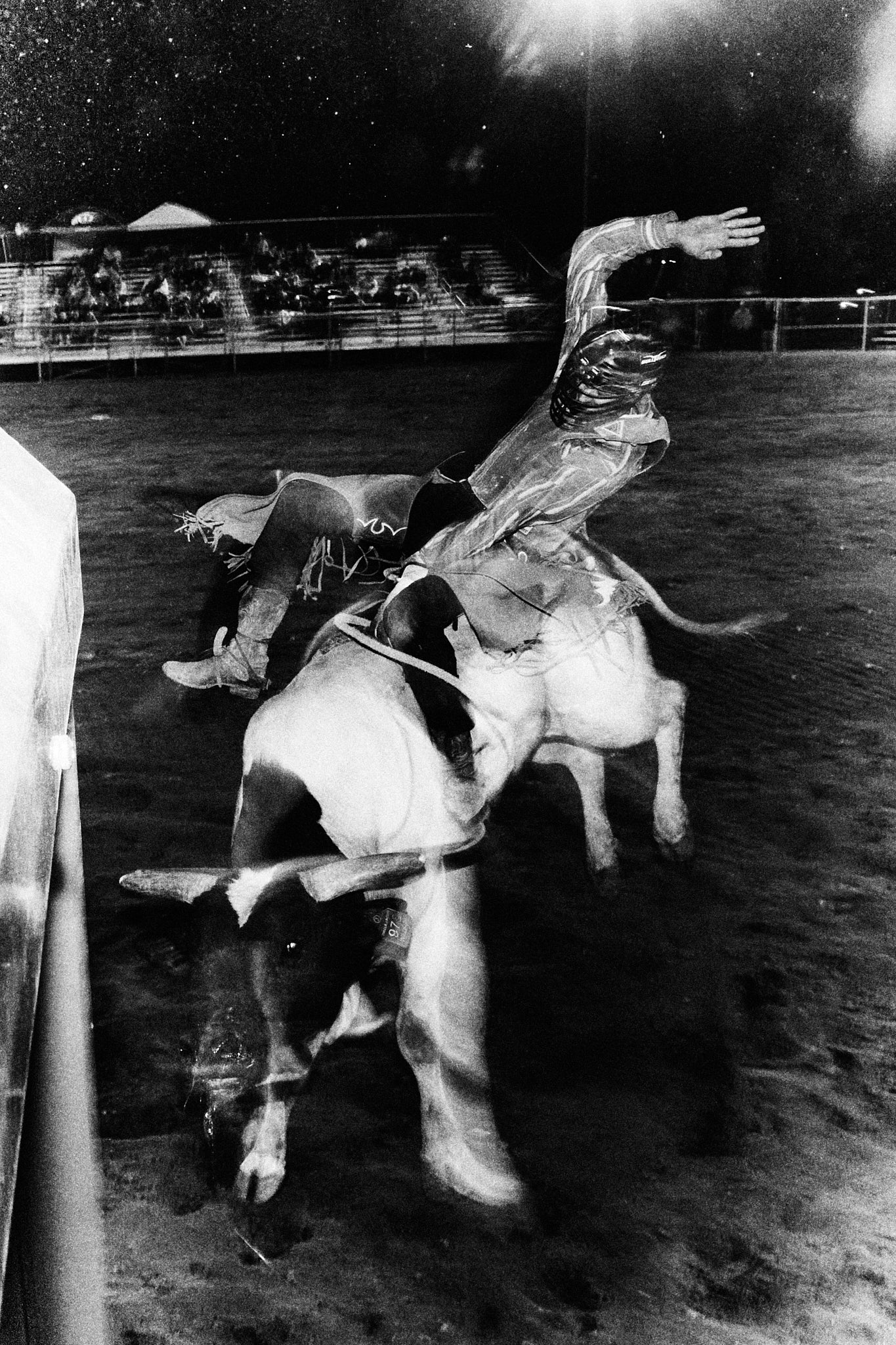 Bull Ridin' - Limited Edition